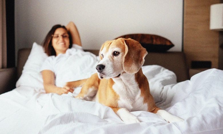 Can I book pet-friendly hotels on www.goodmooddotcom.com Hotels Category?